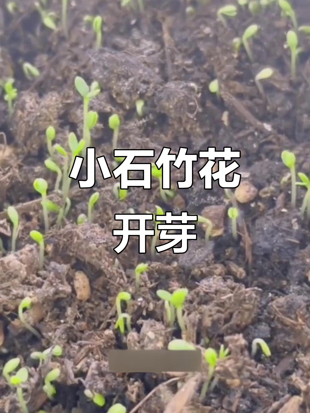 石竹花种子发芽,小盆栽成长记