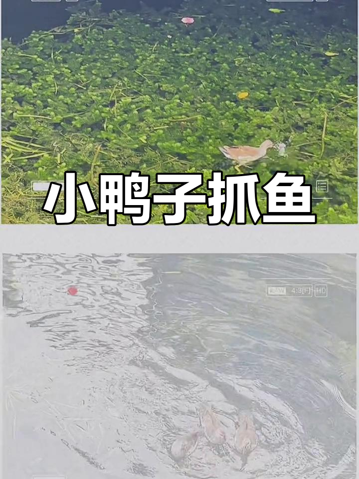 小野鸭捕鱼瞬间,超萌近距离拍摄