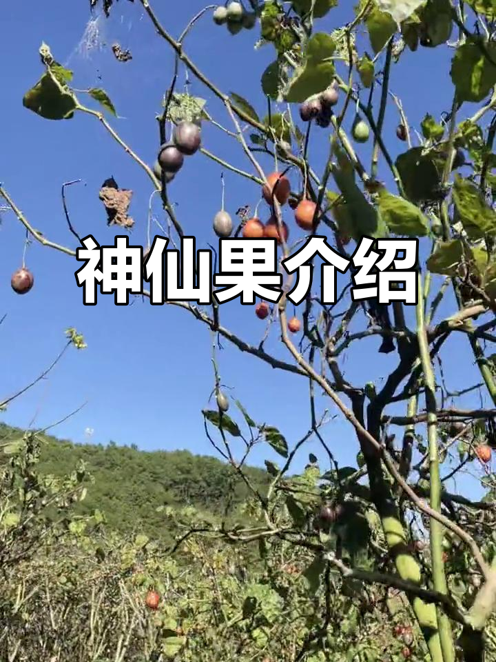 神仙果来啦!外地朋友了解一下,气质这块绝对到位