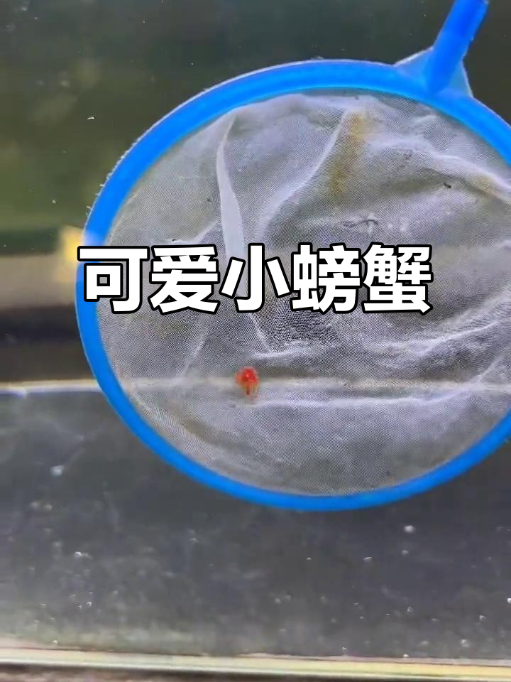 小螃蟹宝宝萌态十足,海底世界真奇妙