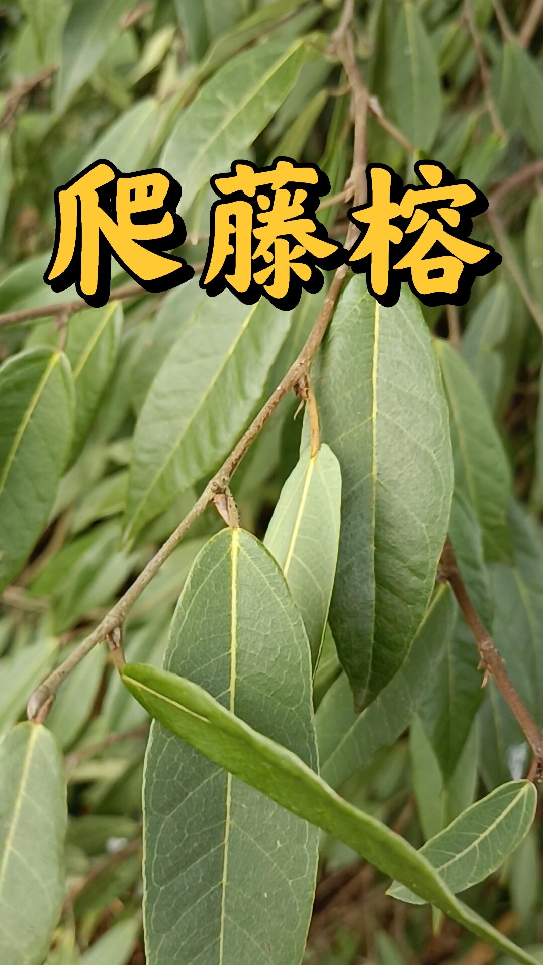 别名有风藤,小木莲