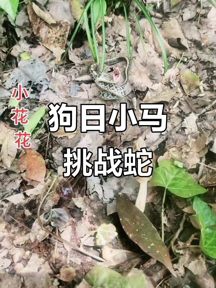 蛇与狗的激烈对决,谁更凶猛?