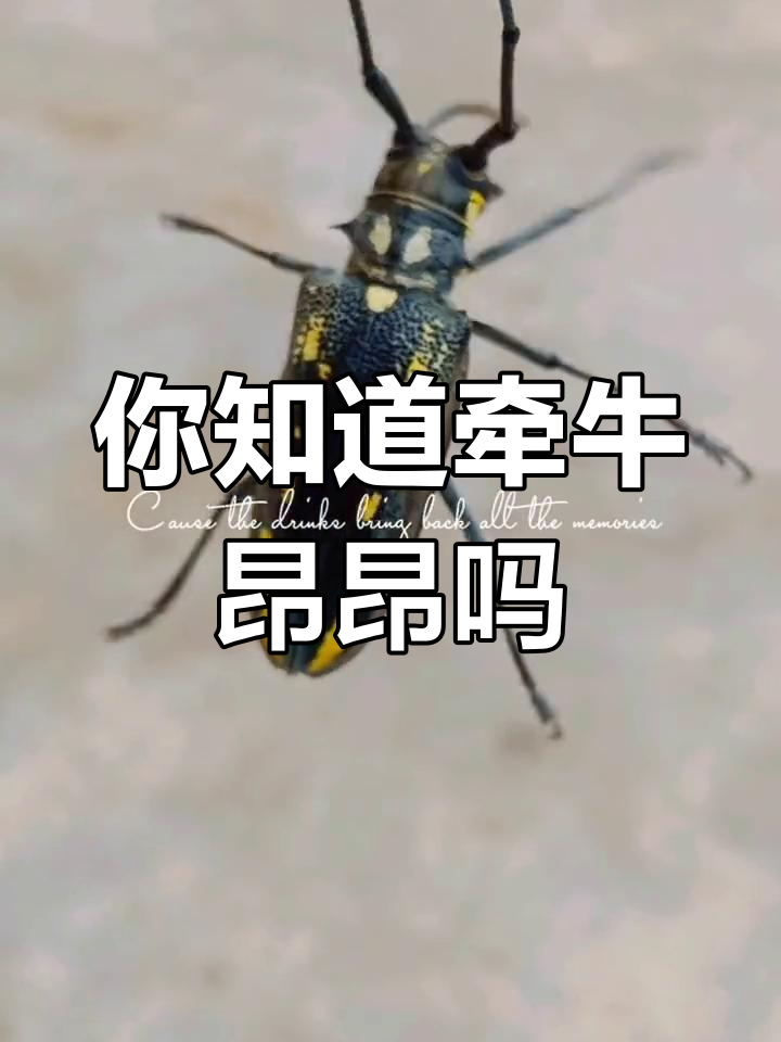 重庆人叫这种虫子"牵牛昂昂",你们那边有吗?