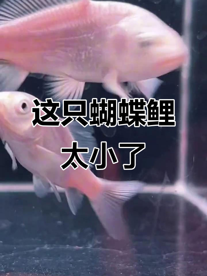 蝴蝶鲤鱼苗中的"小不点",只有4厘米长