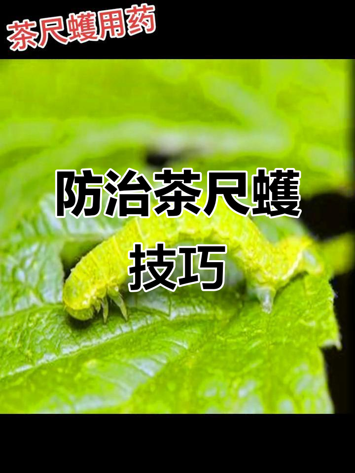 科学防治茶尺蠖,茶叶害虫不再困扰