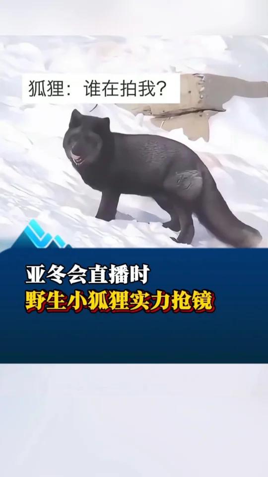 亚冬会直播时 野生小狐狸实力抢镜