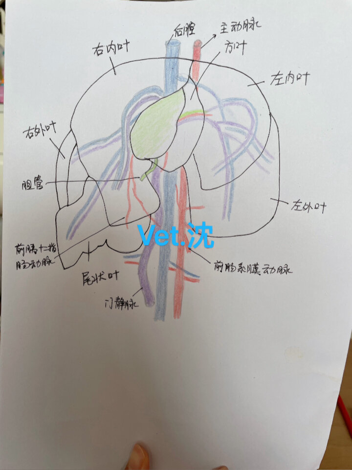 肝血窦 手绘图图片