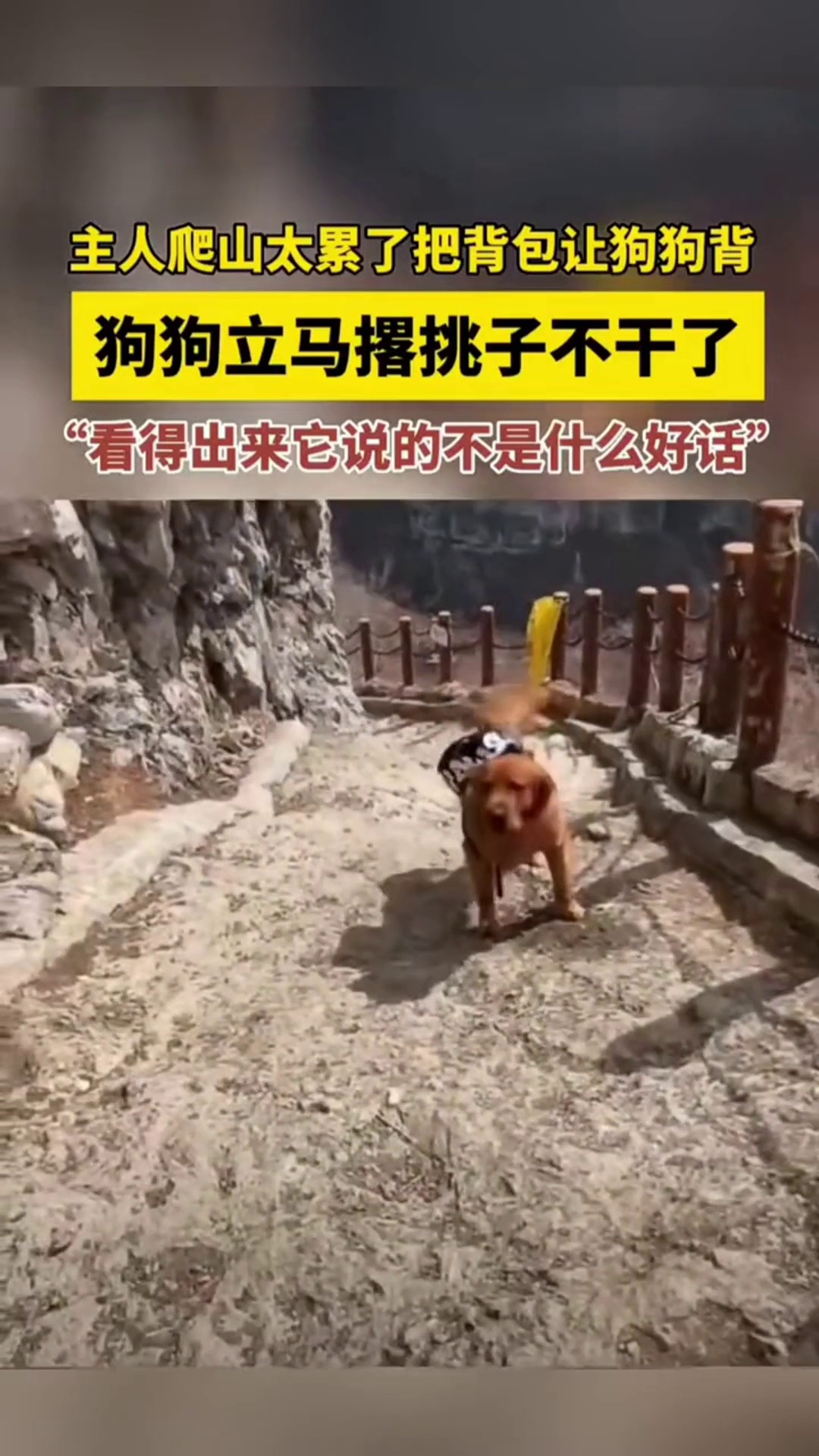 主人爬山太累了把背包让狗狗背狗狗立马撂挑子不干了看得出来它说的不