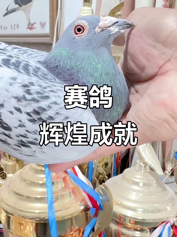 1000公里赛鸽冠军,成绩斐然!
