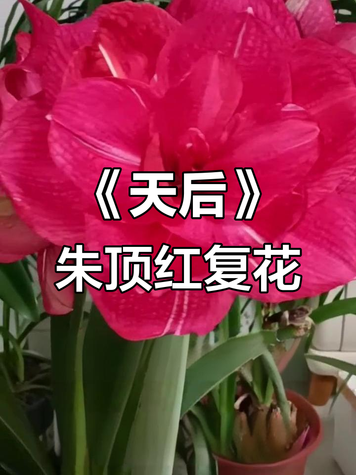 朱顶红《天后》复花,陌上田园的美丽奇迹