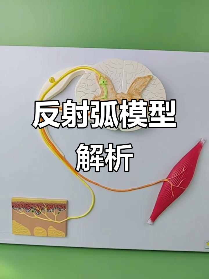 反射弧神经模型,细节全展示!带你深入理解传导机制