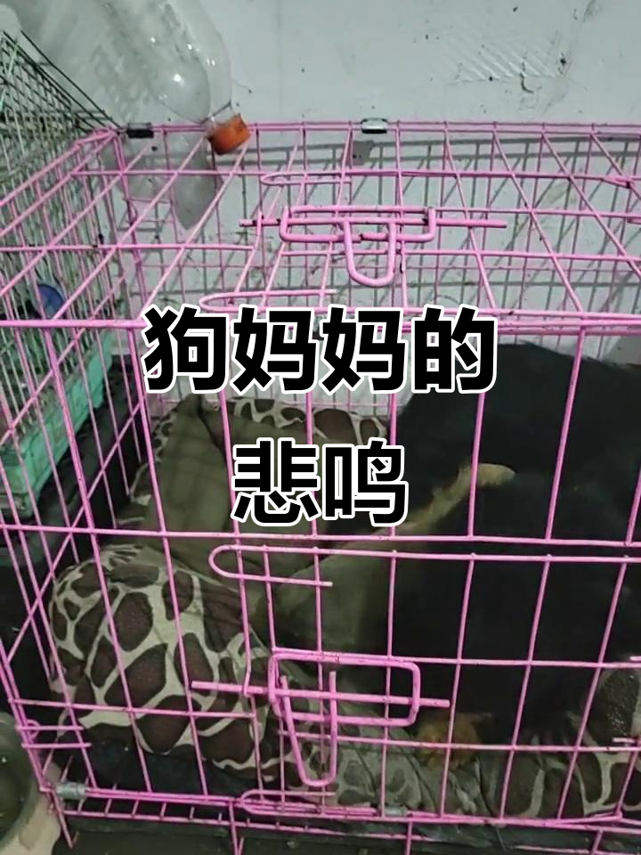 母狗的哀鸣3(大结局)