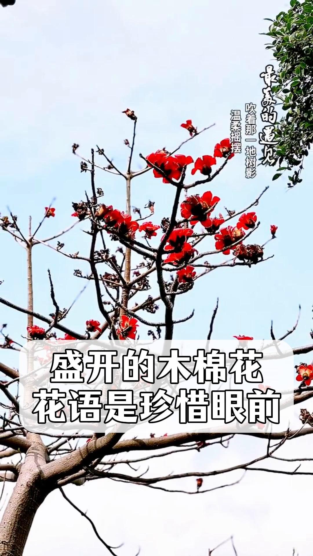 红棉花的花语图片