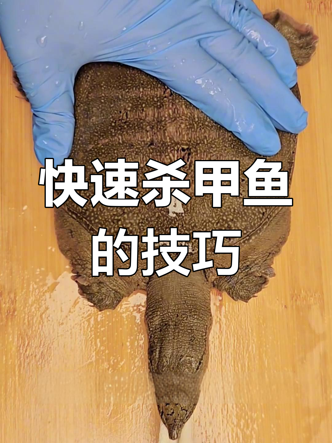 如何轻松杀甲鱼?详细步骤大揭秘