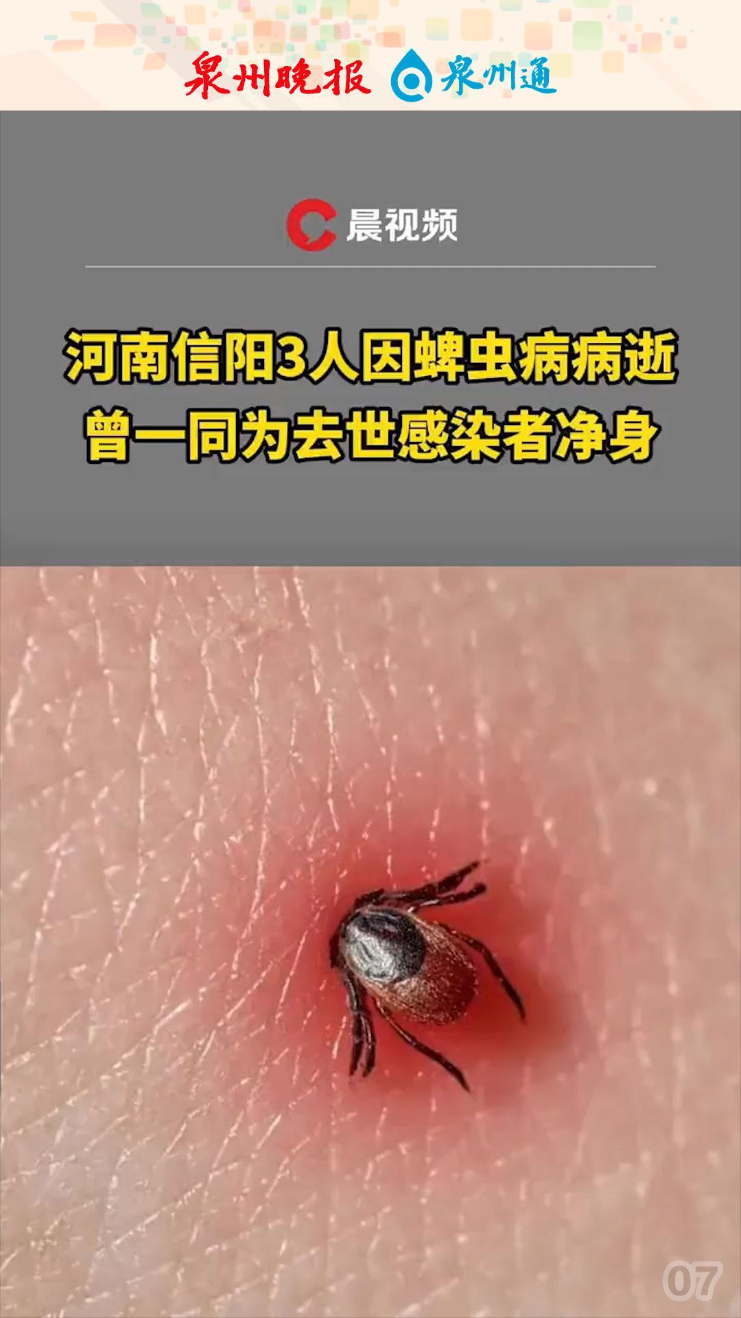 蜱虫死后的图片图片