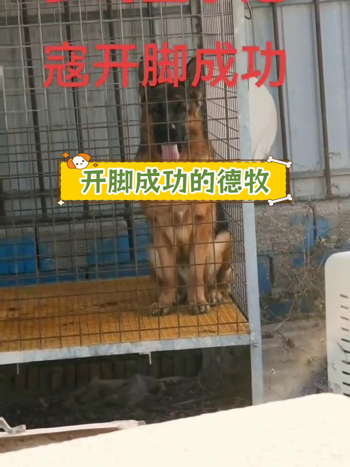 德国牧羊犬乌尔坎图片