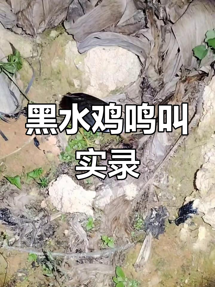 野外黑水鸡真实叫声,乡村生活趣事