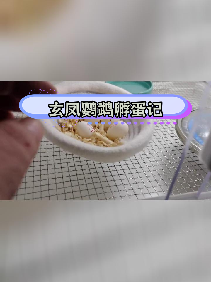 玄凤鹦鹉蛋孵化温度图片