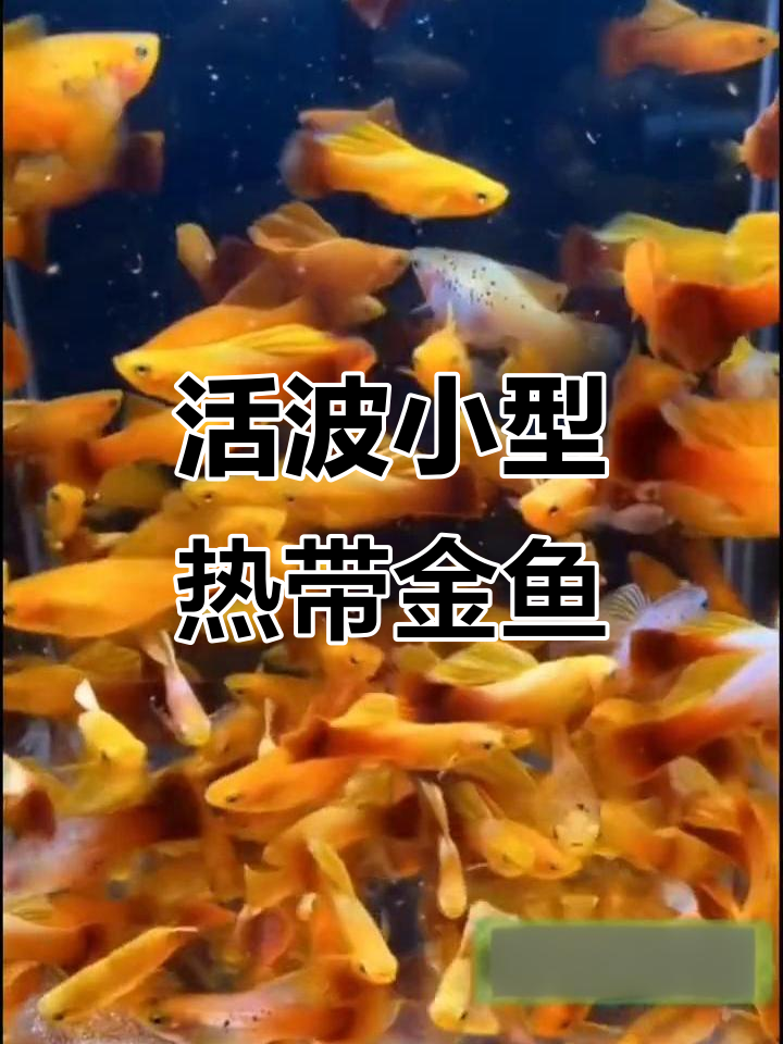 小型热带金牡丹鱼,红混养推荐,活泼可爱观赏性强