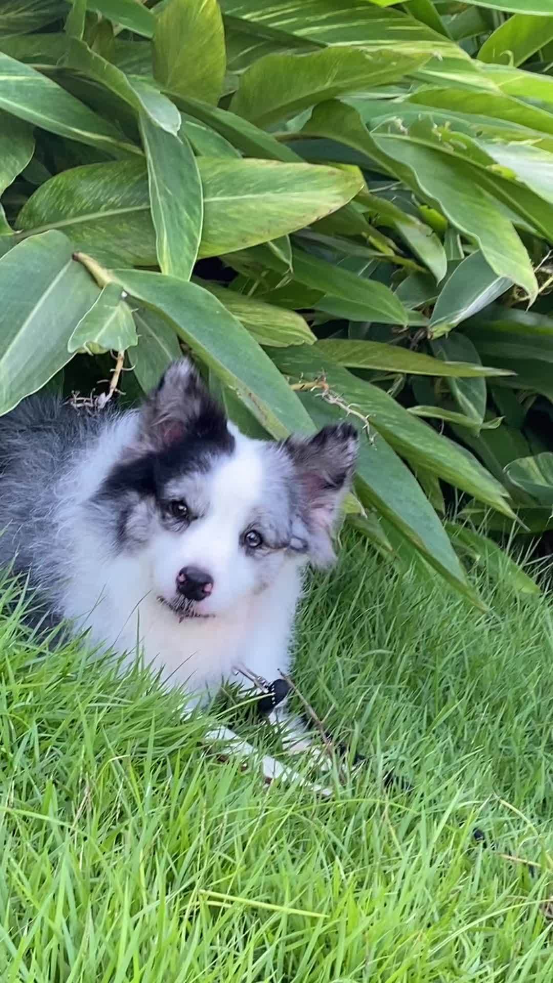 陨石边牧 边境牧羊犬