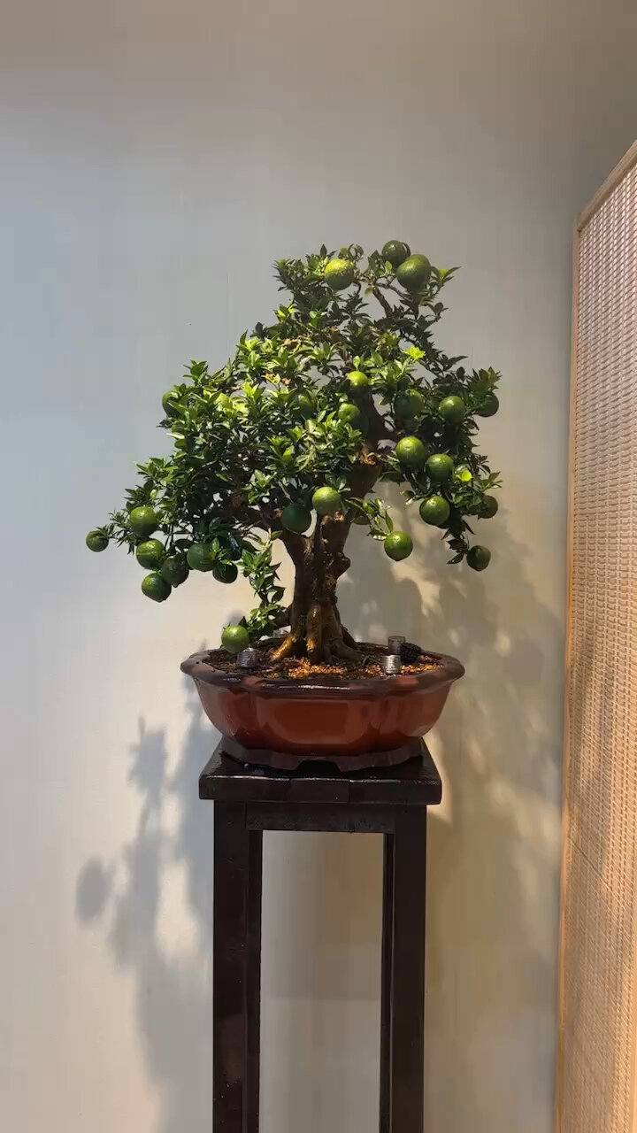 日本原生八房柑盆景