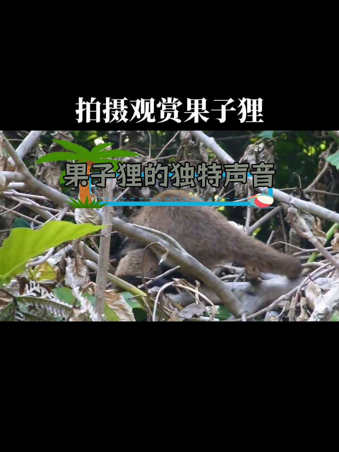罕见果子狸叫声,难得一见