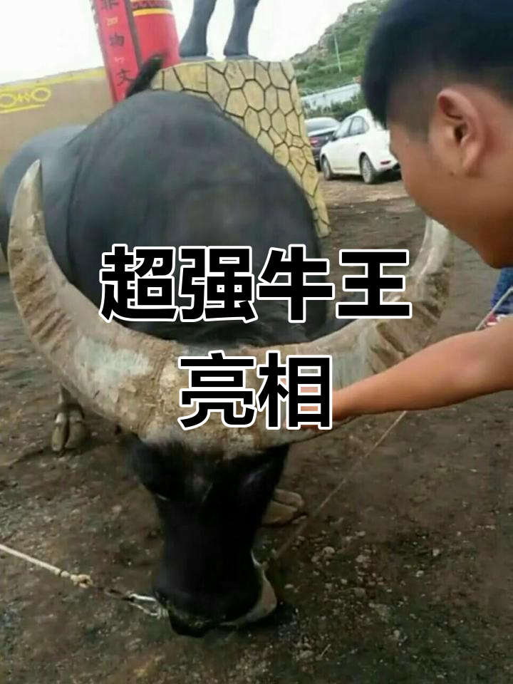 超级牛王擎天柱,英姿飒爽震撼登场