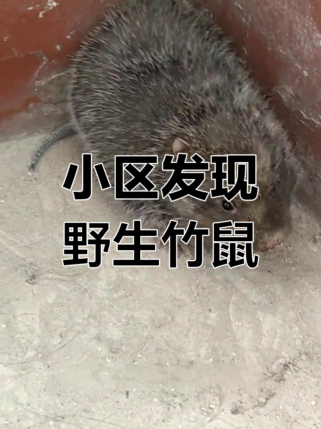 5月22日竹鼠误入小区,热心市民及时救助