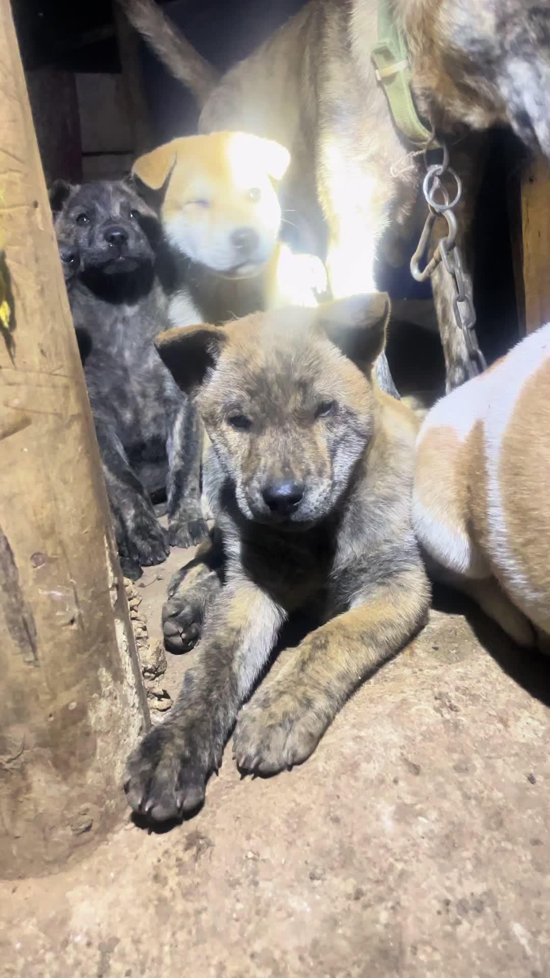 全黑舌,虎斑小母 农村土狗 虎斑犬 不养狗不知道养狗的乐趣