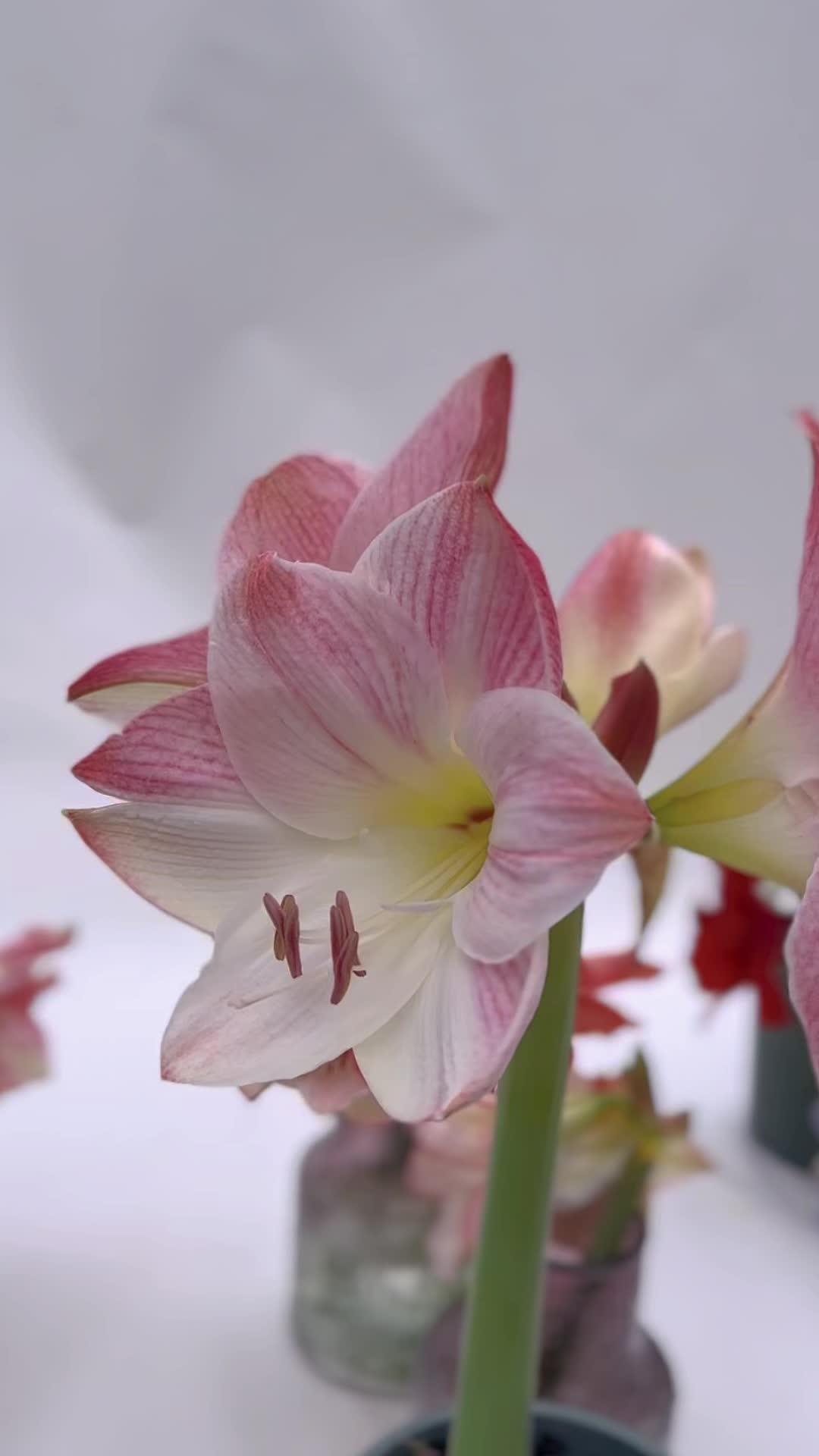 朱顶红 "樱花" 比樱花还浪漫 爱生活爱养花 进口朱顶红