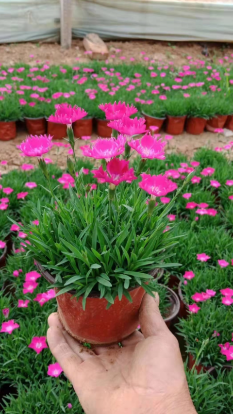 双色盆小皮桶欧石竹