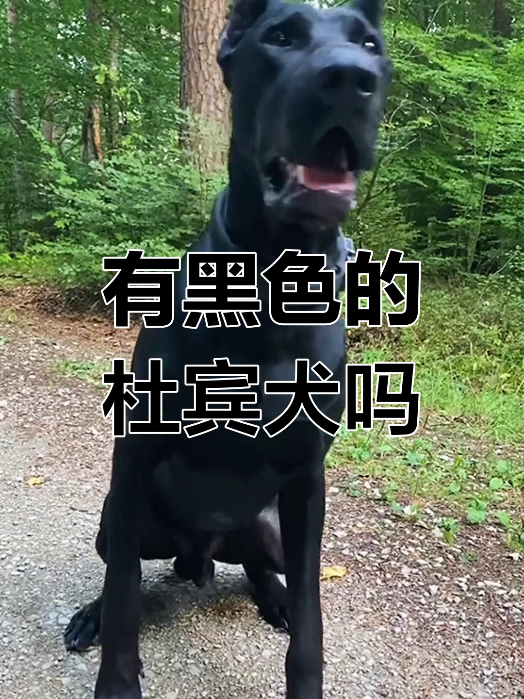 纯黑色杜宾犬是否真实存在?