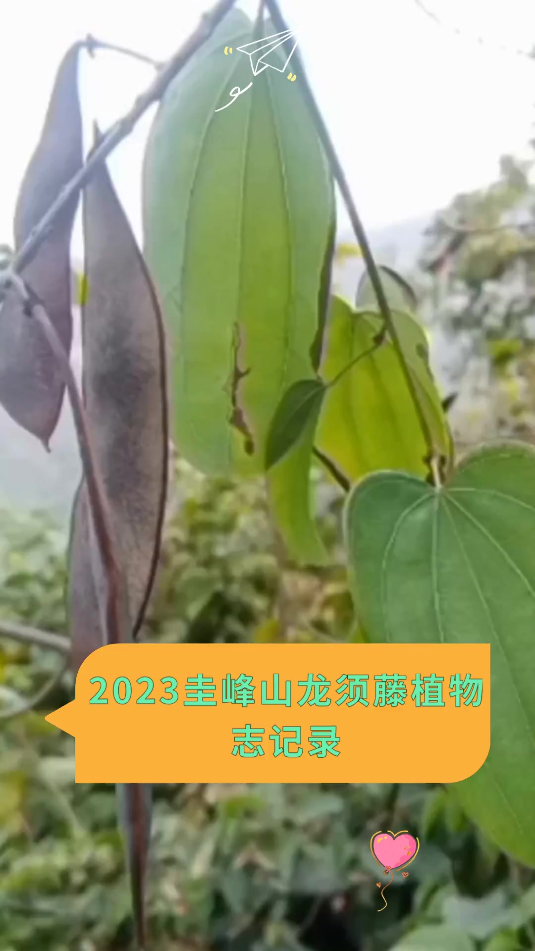 2023圭峰山龙须藤植物