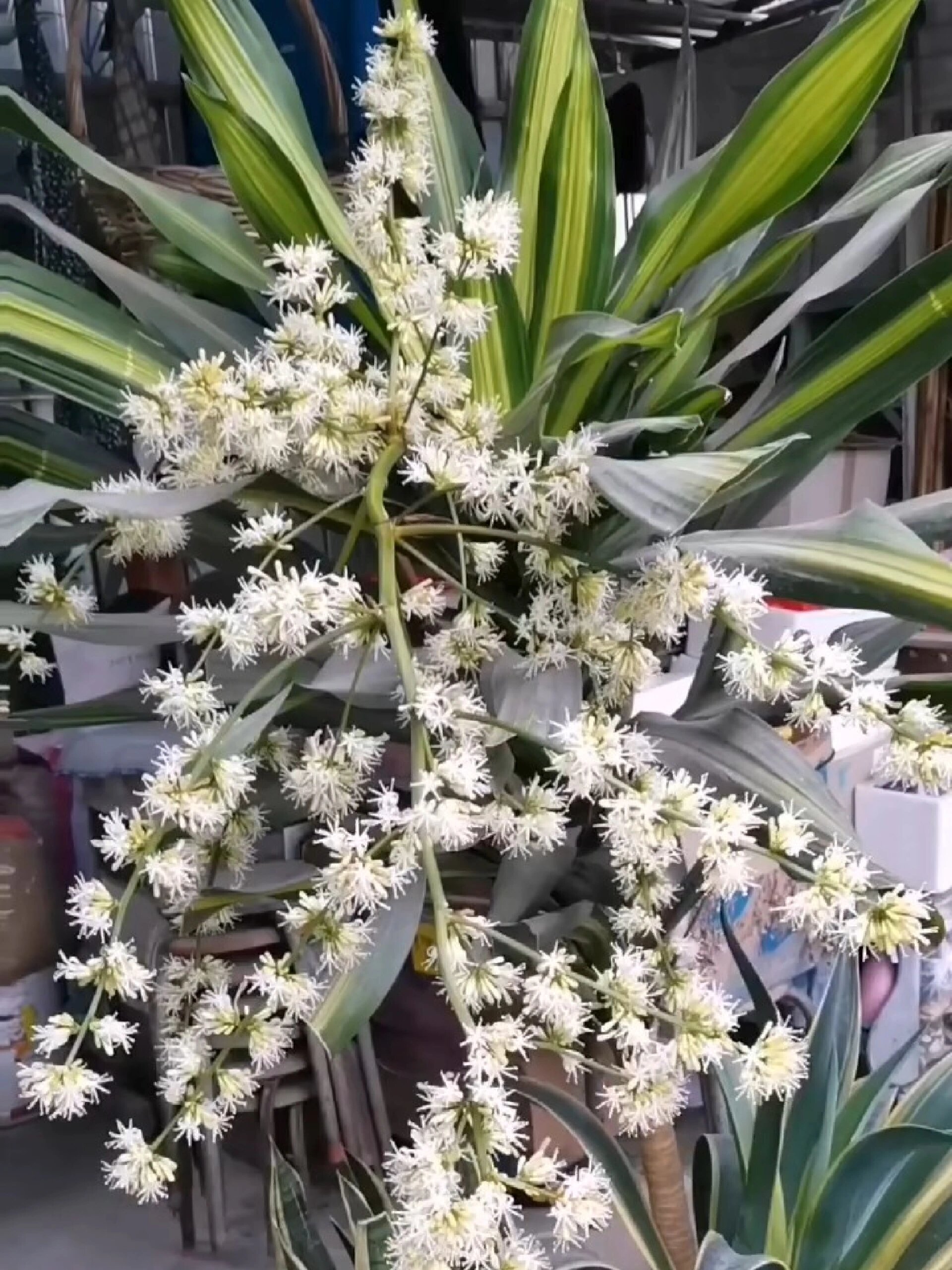 巴西铁树开花寓意吉祥好运