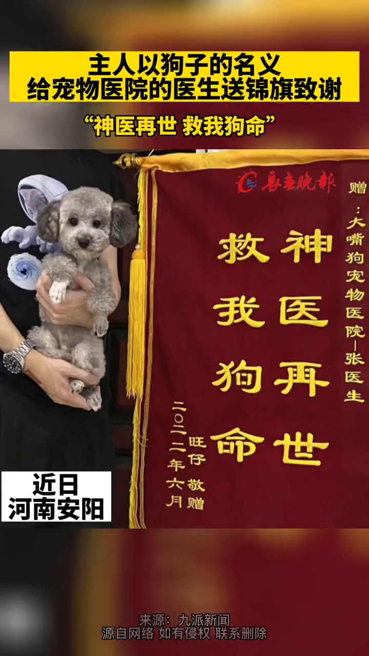 主人给宠物医院的医生送锦旗致谢 "神医再世 救我狗命"-度小视