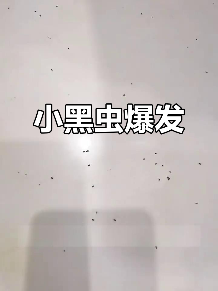 超度小黑虫-超度小说梁上石鱼