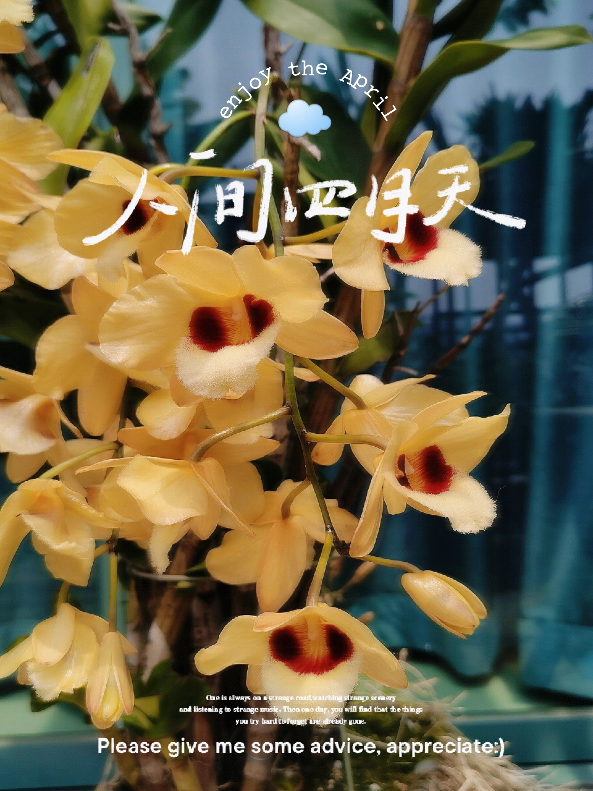 一米多高的猫眼石斛,等待剩余的花苞绽放