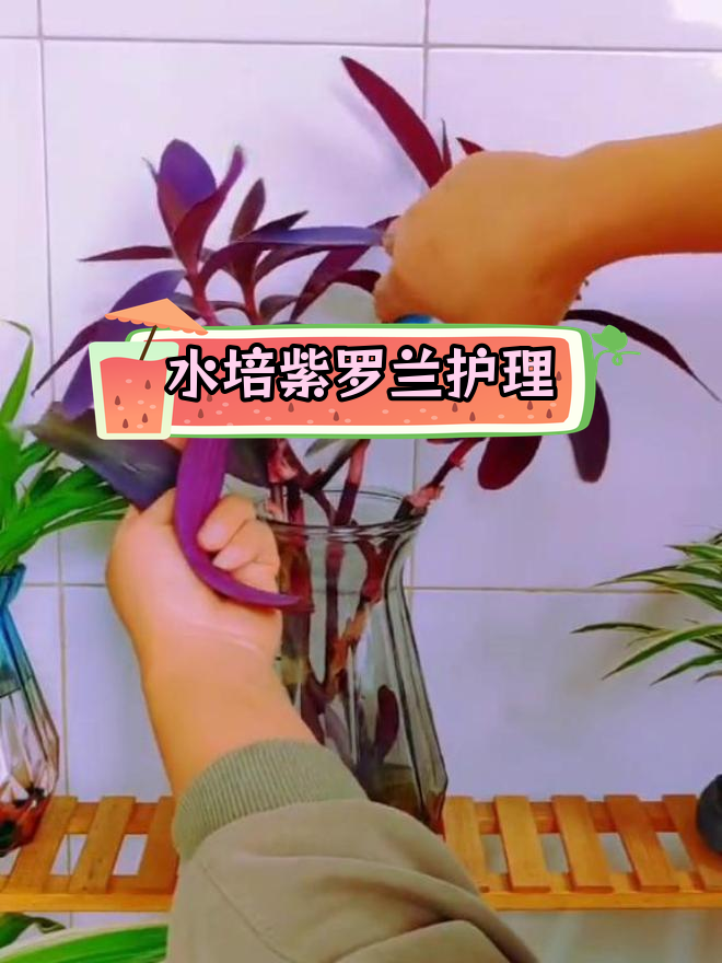 冬季水培紫罗兰养护技巧,修剪与补肥