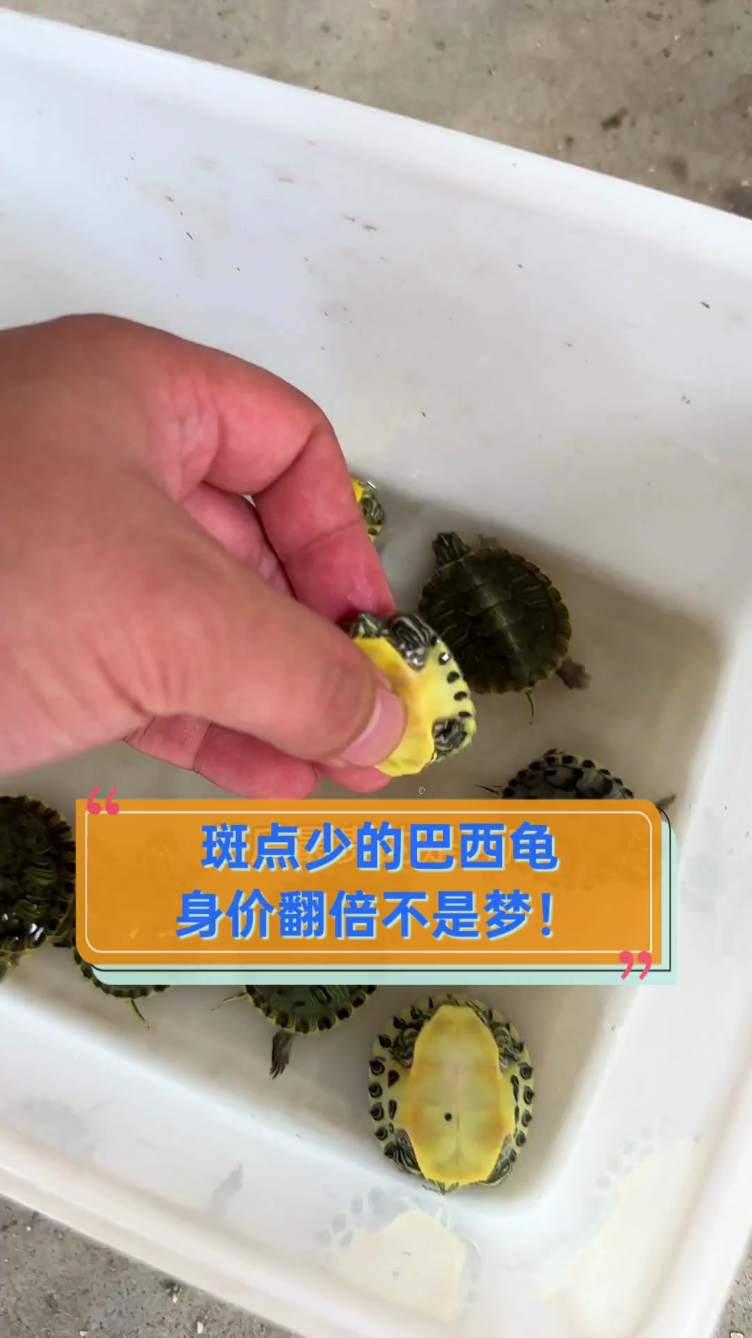 斑点少的巴西龟,身价翻倍不是梦!