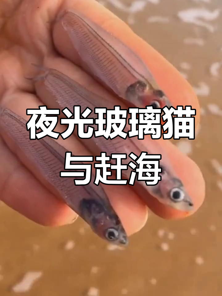 夜晚会发光的玻璃猫,赶海抓海鲜的奇妙之旅