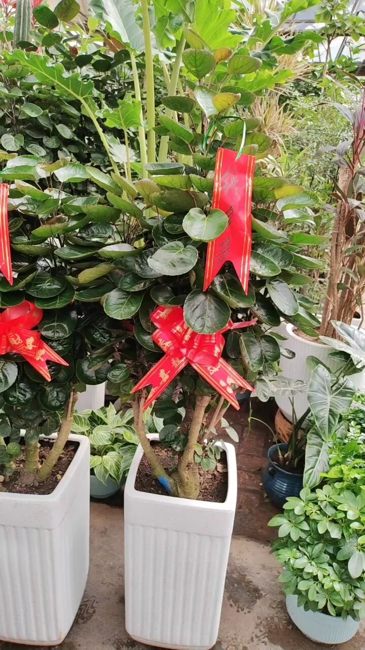 乌鲁木齐绿植钱兜兜全城配送