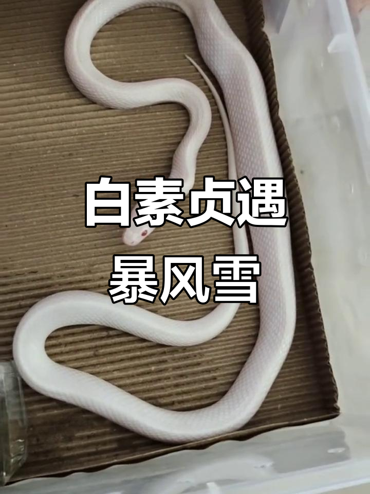 暴风雪中的玉米蛇,白素贞现身直击心灵