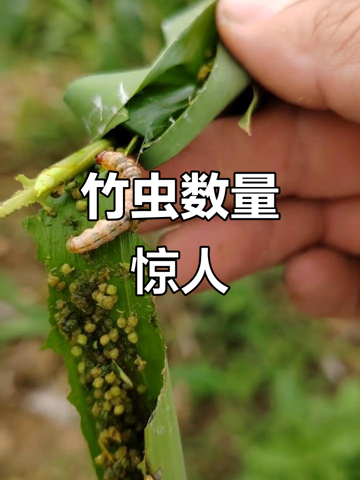 竹子虫子大揭秘,竟然有这么多!