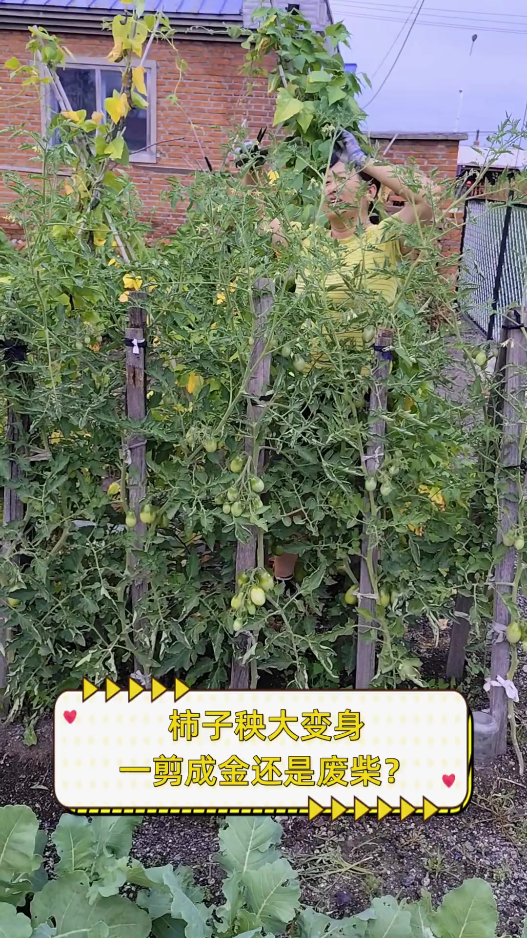 柿子秧大变身,一剪成金还是废柴?