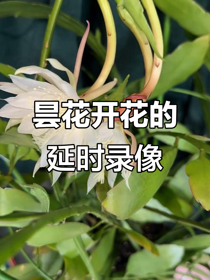 延时摄影花朵拍摄教程，技巧大全