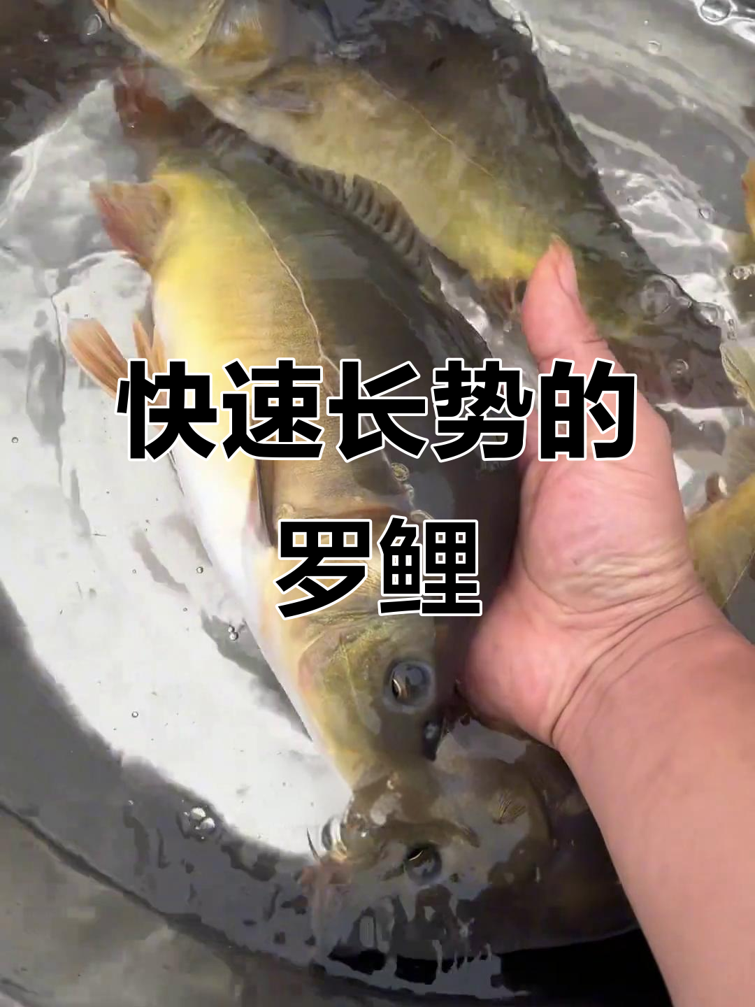 罗鲤:无鳞鲤鱼,生长迅速病害少