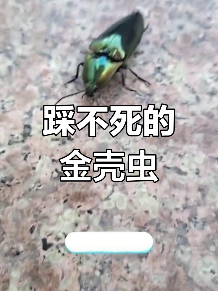 这种虫踩不坏,壳硬得惊人