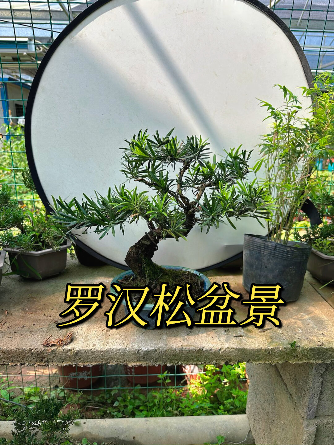 小型罗汉松盆景造型漂亮