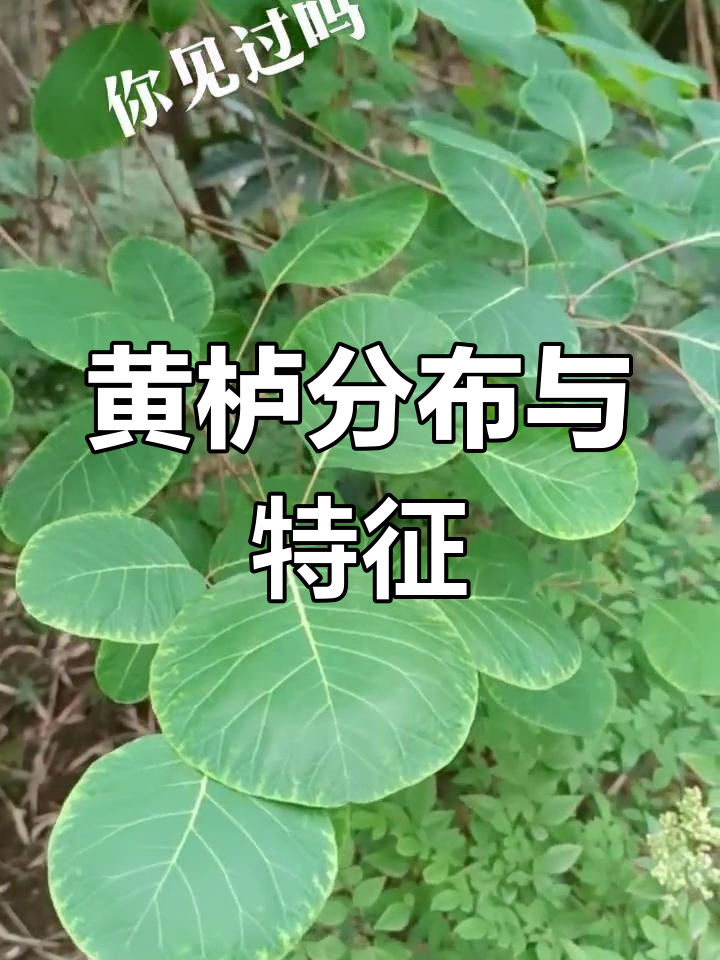 黄栌,漆树科植物,分布于中国及南欧等地