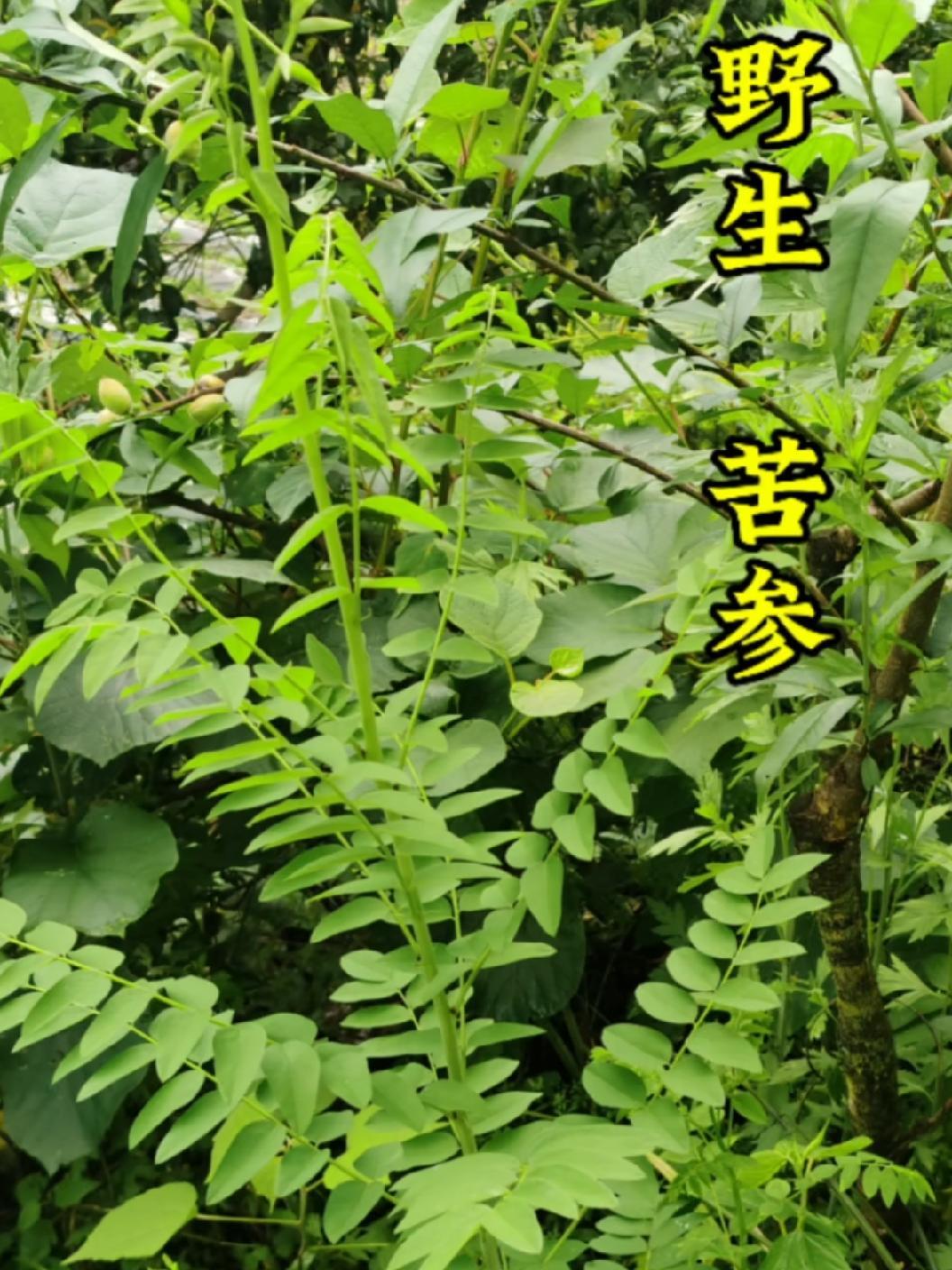 苦参长这样,你记住了嘛?苦参 植物科普 识百草 三农 山货